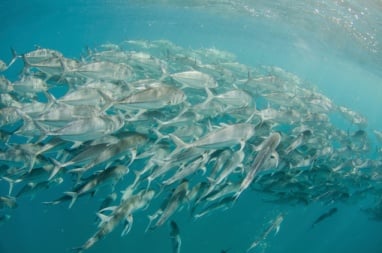 fishing-while-in-belize