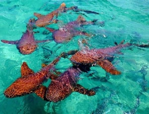 shark-ray-alley-belize